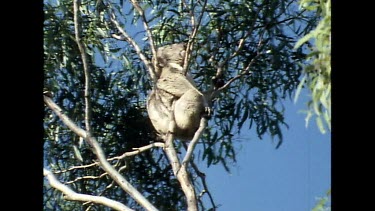 Low angle. Koala in tree