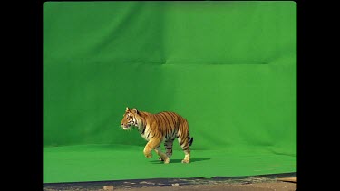 Tiger getting up from resting position and running against green screen
