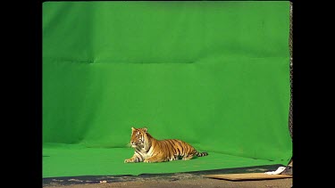 Tiger getting up from resting position and running against green screen The Tiger turns and runs after trainer