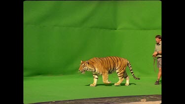 Tiger jumps onto table