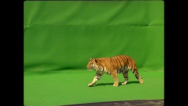Tiger leaping onto a platform