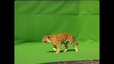 Tiger leaping onto a platform