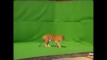 Tiger leaping onto a platform