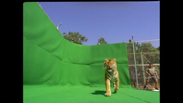 Low angle Tiger leaping into air over camera towards camera