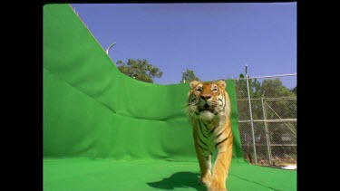 Low angle Tiger leaping into air over camera towards camera