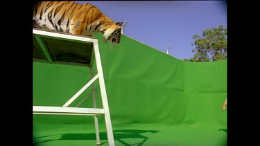 Low angle Tiger leaping off platform