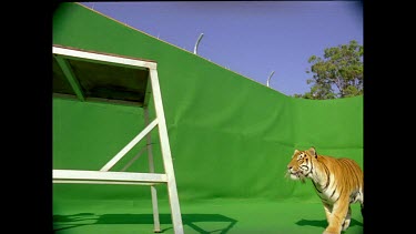 Low angle Tiger leaping onto high platform