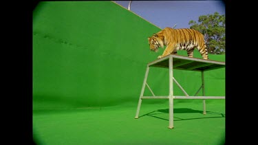 Low angle Tiger leaping off platform towards camera