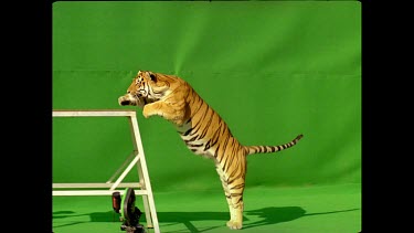 Tiger jumping onto platform