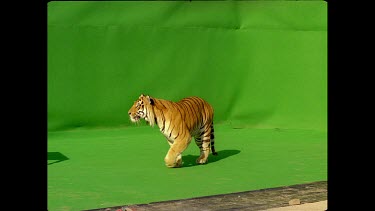 Tiger jumping onto platform and off other side