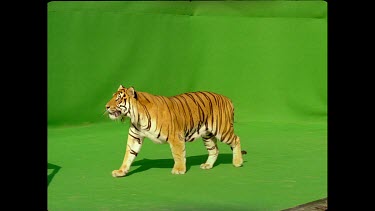 Tiger jumping onto platform and off other side