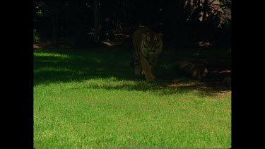 High angle Tiger leaps up towards camera