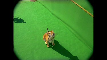 High angle Tiger leaps up towards camera