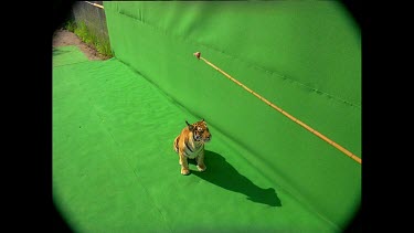 High angle Tiger leaps up towards camera