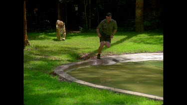 Tiger running through pool of water