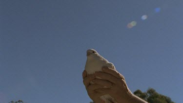 Sacred White Dove, Java Dove, Peaceful Dove, flies out of woman's hands