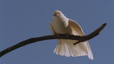 Sacred White Dove, Java Dove, Peaceful Dove, flies out of woman's hands