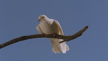 Sacred White Dove, Java Dove, Peaceful Dove, sitting on branch