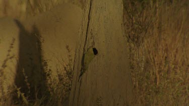 Golden-Shouldered Parrot female investigating nesting site tilt up to male perched on top magnetic termite mounds