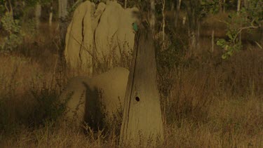 MCU male Golden-Shouldered Parrot perched on top magnetic termite mounds flies out of shot