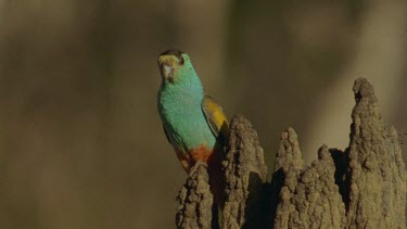MCU male Golden-Shouldered Parrot perched on branch in tree