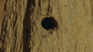 Golden-Shouldered Parrot female flies into frame to nest in termite mound and feeds Chicks concealed in nest various shots