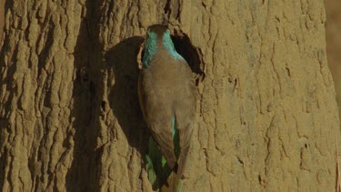 Golden-Shouldered Parrot female flies into termite mound and disappears in there