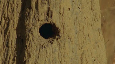 Golden-Shouldered Parrot female flies out of termite mound nest