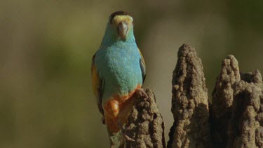 male Golden-Shouldered Parrot perched on top magnetic termite mound looking around shoWS colourful feathers