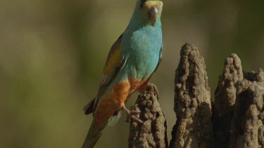 male Golden-Shouldered Parrot perched on top magnetic termite mound looking around shoWS colourful feathers occasionally bobbing head then flies out of shot
