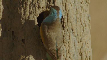 Golden-Shouldered Parrot female flies into frame to nest in termite mound and into burrow then flies out again