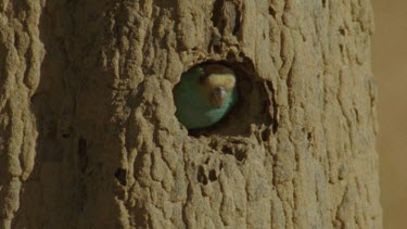 Golden-Shouldered Parrot emerges from termite mound and flies away