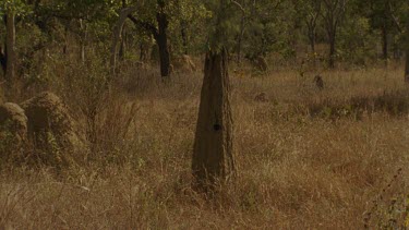 Golden-Shouldered Parrot female perched on top magnetic termite mounds then flies down and into nesting hole