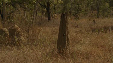 Golden-Shouldered Parrot female flies out of magnetic termite mounds nesting hole