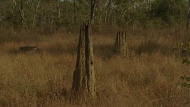 Golden-Shouldered Parrot male flies in and perches on top of magnetic termite mounds nesting hole below