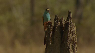 Golden-Shouldered Parrot female flies into perch on top of termite mound nest inside, surrounded by grassland and Eucalypts