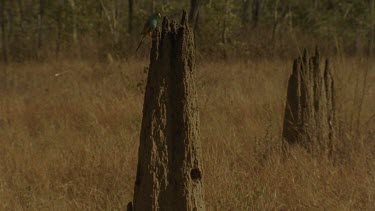 Golden-Shouldered Parrot male flies into perch on top of termite mound nest inside, surrounded by grassland and Eucalypts and then to nest entrance