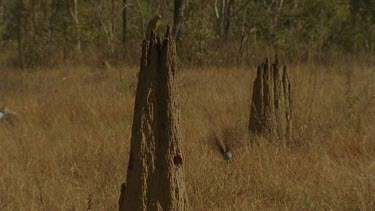 Golden-Shouldered Parrot female perched on top of termite mound, male flies out of nest entrance and female swoops down to entrance