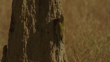 Golden-Shouldered Parrot female perched at nest entrance