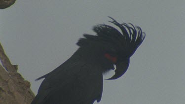 palm cockatoo head shot showing strong beak and magnificent feathered crest