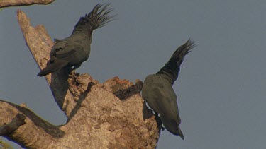 pair at nest hollow entrance bowing and courting head turning