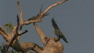 pair at nest hollow entrance bowing and courting head turning