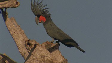 pair at nest hollow entrance bowing and courting head turning then fly of our of shot