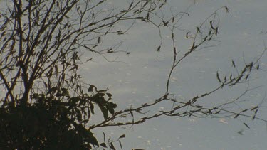 locusts swirling in light small in frame