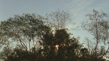 locusts swirling in light small in frame