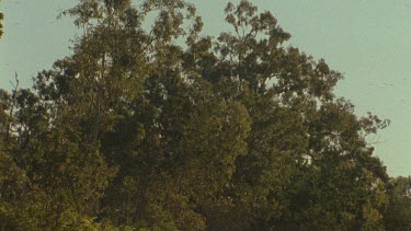 locusts swirling in light tree canopy in BG small in frame