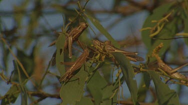 locusts feeding roosting in tree