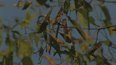 locusts roosting in tree