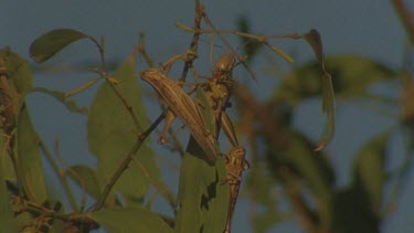 locusts roosting in tree