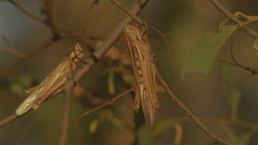 two locusts roosting in tree